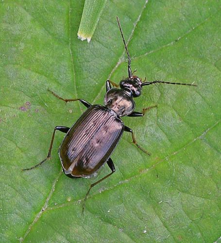 Loricera pilicornis